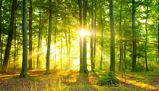 Harmonischer Wald, Titelbild für Darmflora Artikel
