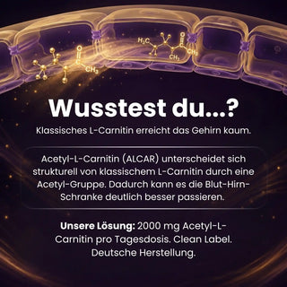 Acetyl L-Carnitin Wirkung