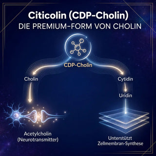 Citicolin Eigenschaften