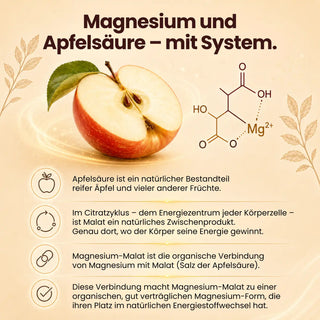 Magnesium Malat  Wirkung
