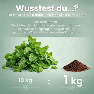 Grüne Minze Extrakt Wissen