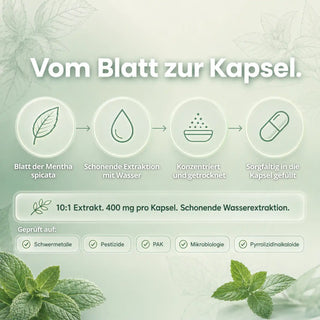 Grüne Minze Extrakt Transparenz